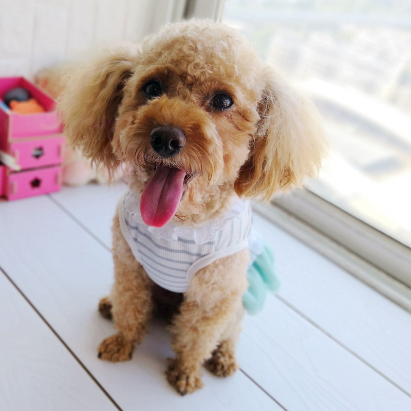 Cheap On Sale Pet Dress For Do – Baby Products On Sale Bewertung und Preis